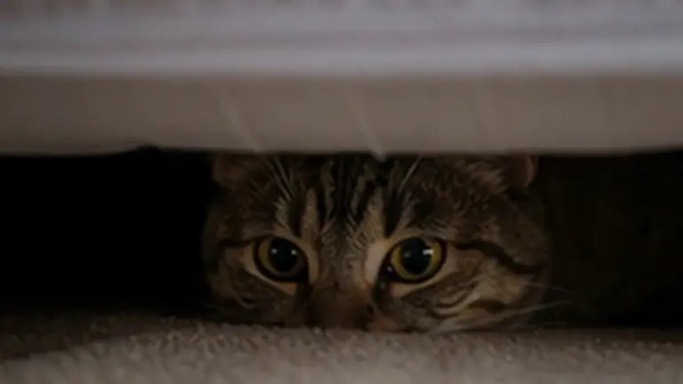 Cat Hiding Under the Bed: When To Worry